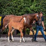 Crownpoint & Cassius