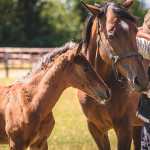 Duchess Lancer & Lord Lancer