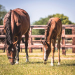 Duchess Lancer & Lord Lancer