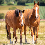 Et Non de Hus & Isis