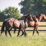 Gadget de Hus, front & Brilliant, rear