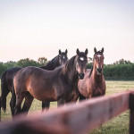 Iwan, front & Gadget de Hus, left