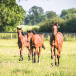 Perrier, Wilfred & MacArthur