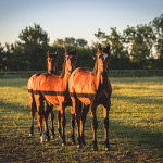 Perrier, Wilfred & MacArthur