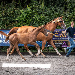 Bombay Lancer & Isis