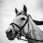 Sales Photos
Lancer Stud, Bury St Edmunds, Suffolk, United Kingdom, GBR
10/09/19
- MANDARTORY Credit Sophie Harris/ SEH Photography
 - NO UNAUTHERORISED USE
- 07825091348