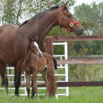 Dawn Lancer & Dime De Rance