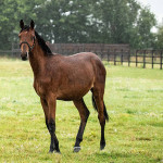 Tanretta Lancer, 1yo