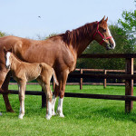 Bombago Lancer & Isis