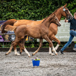 Bombago Lancer & Isis