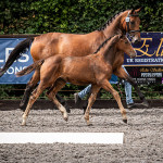 Dawn Lancer & Dime De Rance