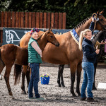 Malawi Lancer & Fame, Elite Foal Registration 2019