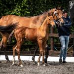 Malawi Lancer & Fame, Elite Foal Registration 2019
