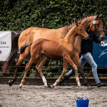 Malawi Lancer & Fame, Elite Foal Registration 2019