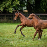 Baluchi Lancer & Peut-Etre Lancer Baluchi Lancer & Peut-Etre Lancer