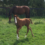 Pharaoh Lancer & Duchess Lancer