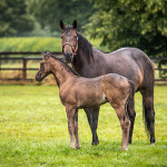 St Kitts Lancer & Herina