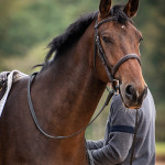 Sales Photos
Lancer Stud, Bury St Edmunds, Suffolk, United Kingdom, GBR
10/09/19
- MANDARTORY Credit Sophie Harris/ SEH Photography
- NO UNAUTHERORISED USE
- 07825091348