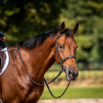 Sales Photos
Lancer Stud, Bury St Edmunds, Suffolk, United Kingdom, GBR
10/09/19
- MANDARTORY Credit Sophie Harris/ SEH Photography
 - NO UNAUTHERORISED USE
- 07825091348